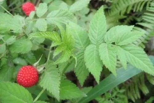 水莓视频,探索科技与生活的无限可能