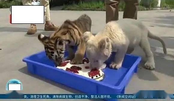 野生动物吃人奶视频,罕见现象背后的自然奥秘