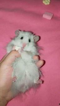 熊崽视频,萌态百出，温馨瞬间大盘点