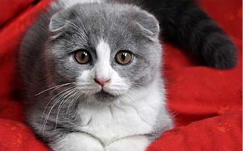 娱乐吃瓜君七七折耳猫,娱乐吃瓜君的萌宠日常